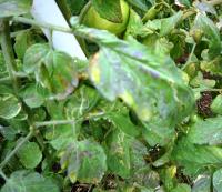 Serious spider mite damage